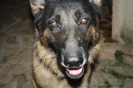 Lobo